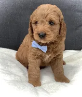 Mario, a male Miniature Goldendoodle for sale in Fredericksburg, OH – Photo 2 of 10