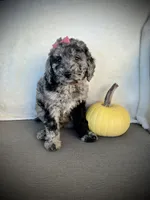 Zoey, a female Miniature Goldendoodle for sale in Fredericksburg, OH – 4 of 9