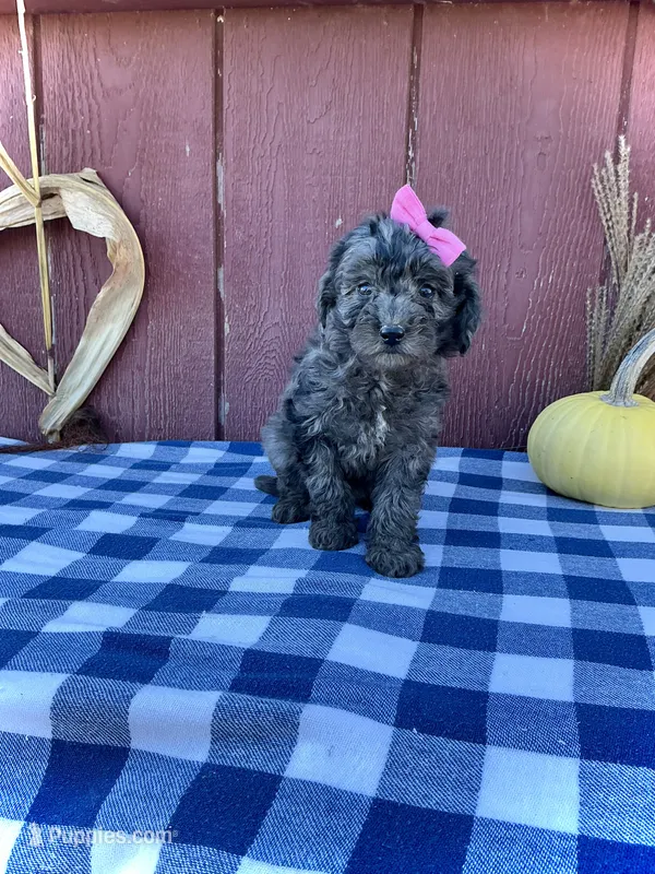 Izzy – Miniature Goldendoodle puppy for sale in Fredericksburg, OH