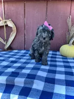 Izzy, a female Miniature Goldendoodle for sale in Fredericksburg, OH – 1 of 10