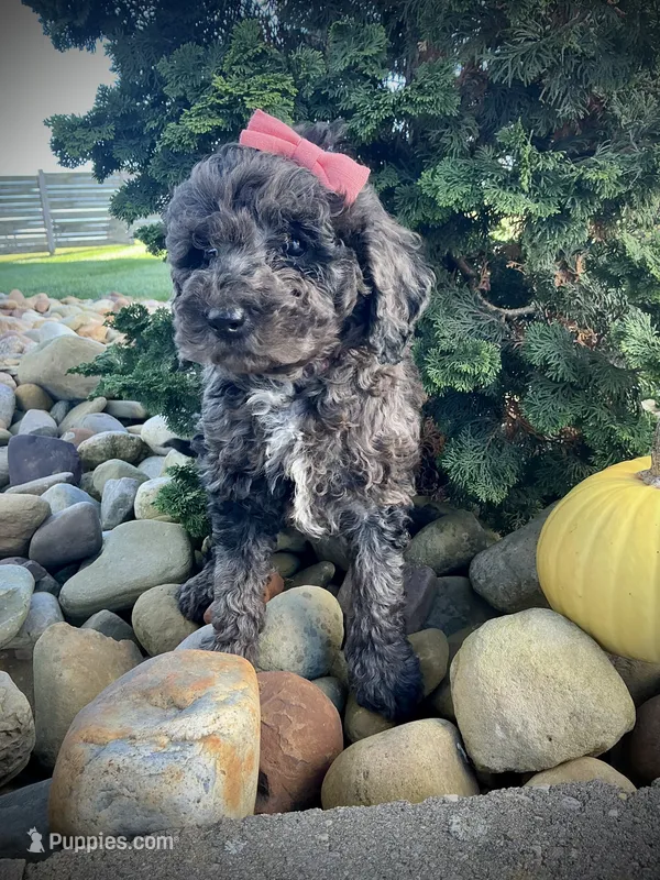 Patsy, a female Miniature Goldendoodle for sale in Fredericksburg, OH – 1 of 8