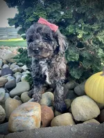Patsy, a female Miniature Goldendoodle for sale in Fredericksburg, OH – 1 of 8