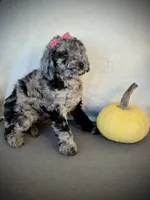 Zoey, a female Miniature Goldendoodle for sale in Fredericksburg, OH – 9 of 9