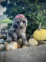 Lily, a female Miniature Goldendoodle for sale in Fredericksburg, OH – 6 of 9