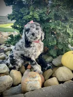 Zoey, a female Miniature Goldendoodle for sale in Fredericksburg, OH – 5 of 9