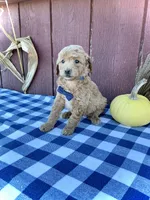 Teddy, a male Miniature Goldendoodle for sale in Fredericksburg, OH – 2 of 10