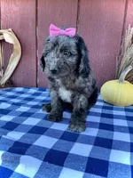 Daisy, a female Miniature Goldendoodle for sale in Fredericksburg, OH – 5 of 10