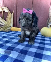 Daisy, a female Miniature Goldendoodle for sale in Fredericksburg, OH – 10 of 10