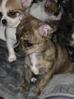 Cayenne, a female Chihuahua for sale in Hope Valley, RI – Photo 2 of 2