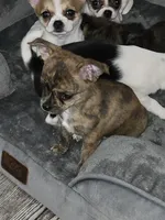 Cayenne, a female Chihuahua for sale in Hope Valley, RI – Photo 1 of 2