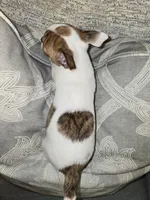 Etta May, a female Chihuahua for sale in Hope Valley, RI – Photo 3 of 3