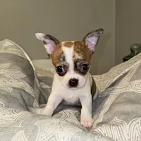 Etta May, a female Chihuahua for sale in Hope Valley, RI – Photo 1 of 3