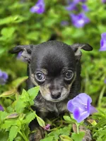 Presley, a male Chihuahua for sale in Hope Valley, RI – Photo 1 of 5