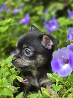 Presley, a male Chihuahua for sale in Hope Valley, RI – Photo 4 of 5