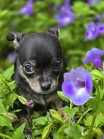 Presley, a male Chihuahua for sale in Hope Valley, RI – Photo 2 of 5