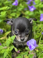 Presley, a male Chihuahua for sale in Hope Valley, RI – Photo 3 of 5
