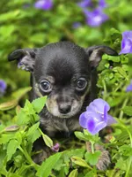 Presley, a male Chihuahua for sale in Hope Valley, RI – Photo 5 of 5