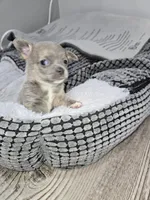 Sky, a female Chihuahua for sale in Hope Valley, RI – Photo 2 of 3