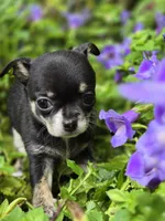 Pippy, a female Chihuahua for sale in Hope Valley, RI – Photo 3 of 5