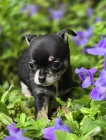 Pippy, a female Chihuahua for sale in Hope Valley, RI – Photo 5 of 5