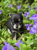 Pippy, a female Chihuahua for sale in Hope Valley, RI – Photo 1 of 5