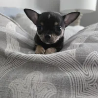 Twix, a male Chihuahua for sale in Hope Valley, RI – Photo 1 of 3