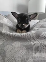 Twix, a male Chihuahua for sale in Hope Valley, RI – Photo 1 of 3