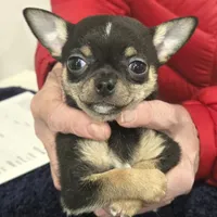 Twix, a male Chihuahua for sale in Hope Valley, RI – Photo 3 of 3