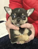 Twix, a male Chihuahua for sale in Hope Valley, RI – Photo 3 of 3