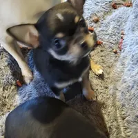 Twix, a male Chihuahua for sale in Hope Valley, RI – Photo 2 of 3