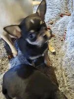 Twix, a male Chihuahua for sale in Hope Valley, RI – Photo 2 of 3