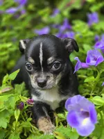 Pepe le Pew, a male Chihuahua for sale in Hope Valley, RI – Photo 5 of 5