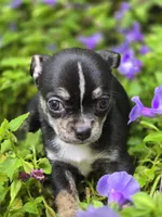 Pepe le Pew, a male Chihuahua for sale in Hope Valley, RI – Photo 1 of 5
