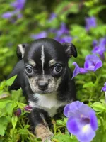 Pepe le Pew, a male Chihuahua for sale in Hope Valley, RI – Photo 3 of 5