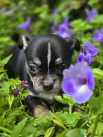 Pepe le Pew, a male Chihuahua for sale in Hope Valley, RI – Photo 2 of 5