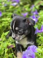 Pepe le Pew, a male Chihuahua for sale in Hope Valley, RI – Photo 4 of 5