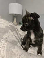 Petunia, a female Chihuahua for sale in Hope Valley, RI – Photo 3 of 3