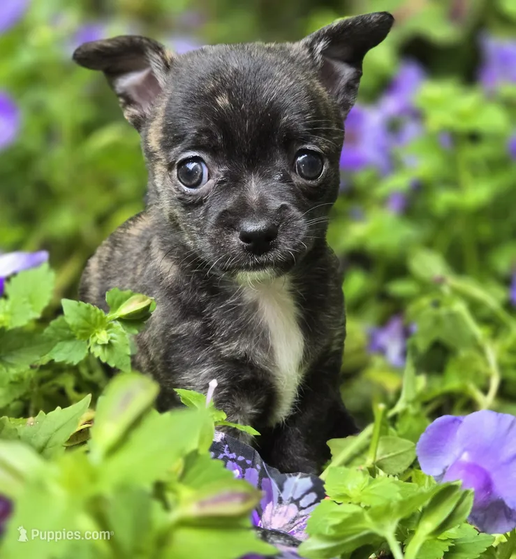 Petunia, a female Chihuahua for sale in Hope Valley, RI – Photo 1 of 3