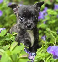 Petunia, a female Chihuahua for sale in Hope Valley, RI – Photo 1 of 3