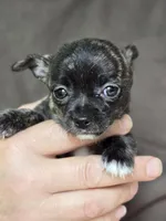 Petunia, a female Chihuahua for sale in Hope Valley, RI – Photo 2 of 3