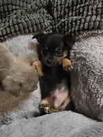 Sutton, a male Chihuahua for sale in Hope Valley, RI – Photo 4 of 4