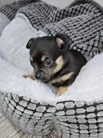 Sutton, a male Chihuahua for sale in Hope Valley, RI – Photo 3 of 4