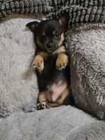 Sutton, a male Chihuahua for sale in Hope Valley, RI – Photo 1 of 4