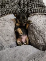 Sutton, a male Chihuahua for sale in Hope Valley, RI – Photo 2 of 4