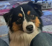 Coming this Fall**Mini Aussie puppies**, a male Miniature Australian Shepherd for sale in Port Orchard, WA – 2 of 2
