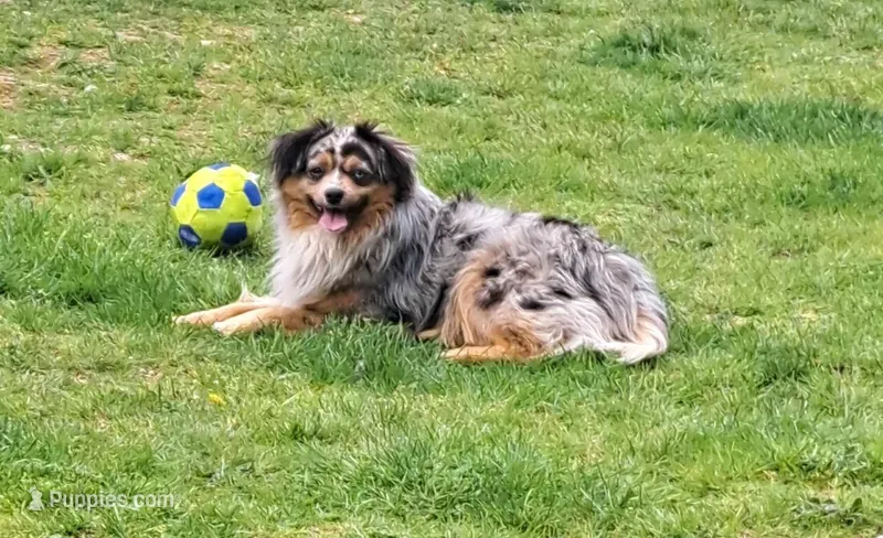 Coming this Fall**Mini Aussie puppies** – Miniature Australian Shepherd puppy for sale in Port Orchard, WA