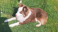 Black Tri Male-TOY aussie, a male Toy Australian Shepherd for sale in Port Orchard, WA – 2 of 6