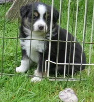 Black Tri Male-TOY aussie, a male Toy Australian Shepherd for sale in Port Orchard, WA – 3 of 6