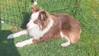 Black Tri Male-TOY aussie, a male Toy Australian Shepherd for sale in Port Orchard, WA – 5 of 6