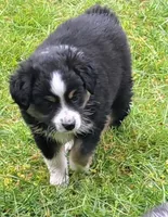 Black Tri Male-TOY aussie, a male Toy Australian Shepherd for sale in Port Orchard, WA – 4 of 6